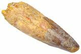 Fossil Spinosaurus Tooth - Real Dinosaur Tooth #382351-1